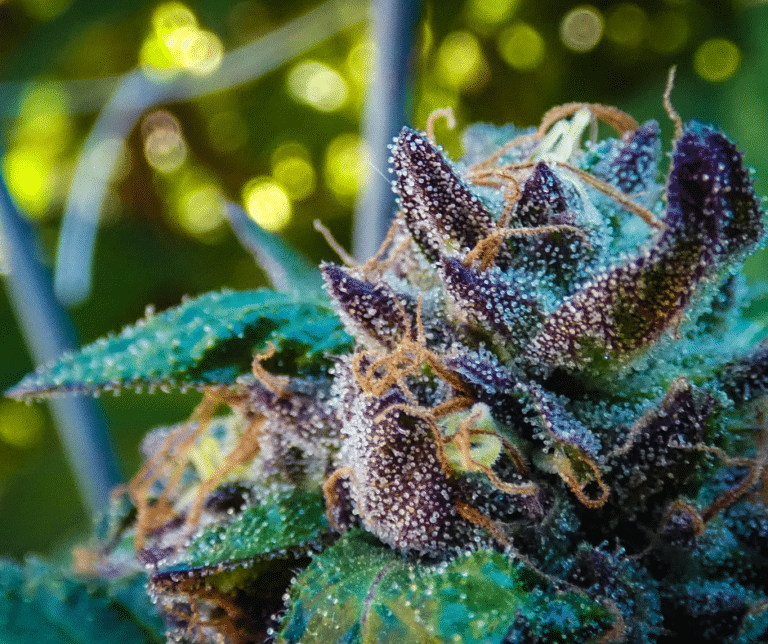 Comment cuisiner la pollen cbd  ?