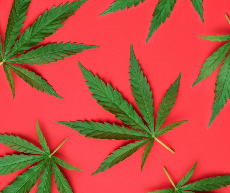 Comment consommer oil cbd  ?